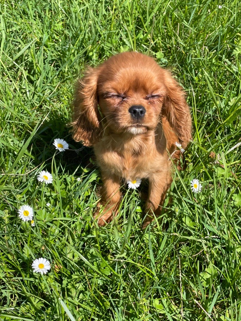 O'sborg Of Love - Chiot disponible  - Cavalier King Charles Spaniel