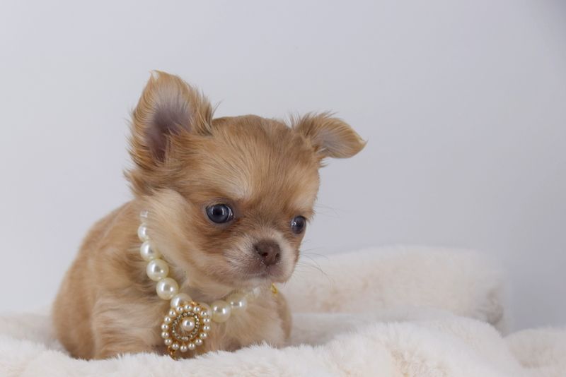 O'sborg Of Love - Chiot disponible  - Chihuahua