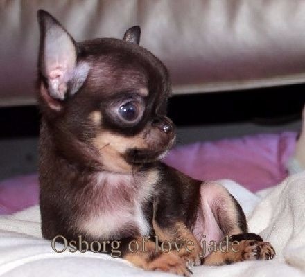 O'sborg Of Love - Chihuahua - Portée née le 06/01/2014