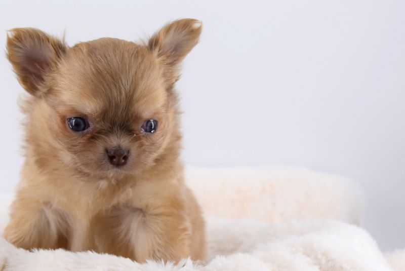 O'sborg Of Love - Chiot disponible  - Chihuahua