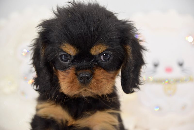 O'sborg Of Love - Chiot disponible  - Cavalier King Charles Spaniel