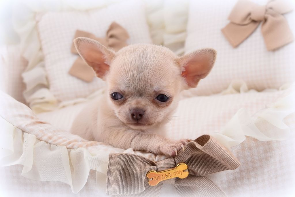 chiot Chihuahua O'sborg Of Love