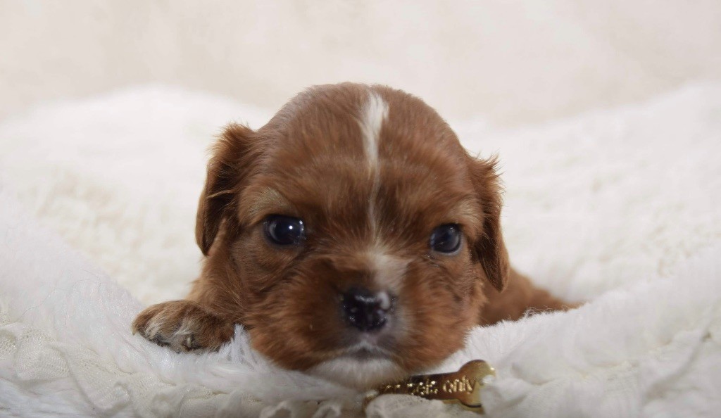 chiot Cavalier King Charles Spaniel O'sborg Of Love