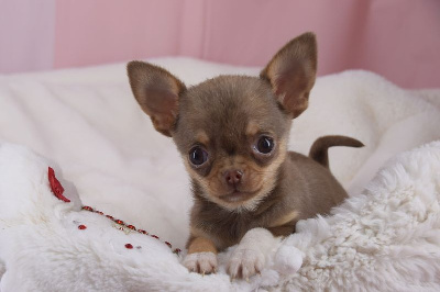 O'sborg Of Love - Chihuahua - Portée née le 05/11/2023