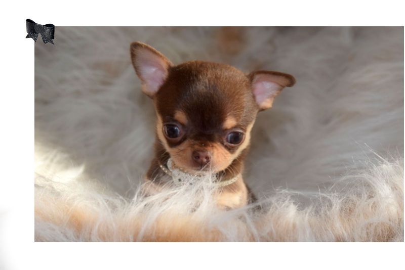 chiot Chihuahua O'sborg Of Love