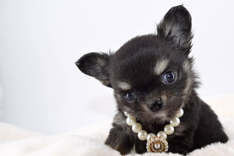 O'sborg Of Love - Chiot disponible  - Chihuahua