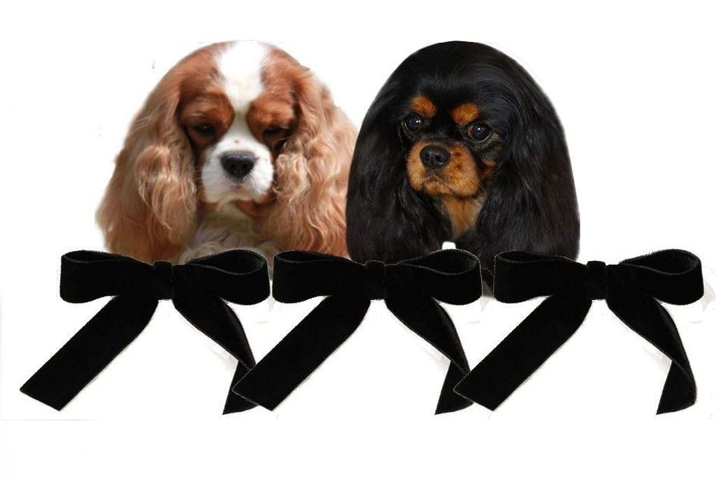 Cavalier King Charles