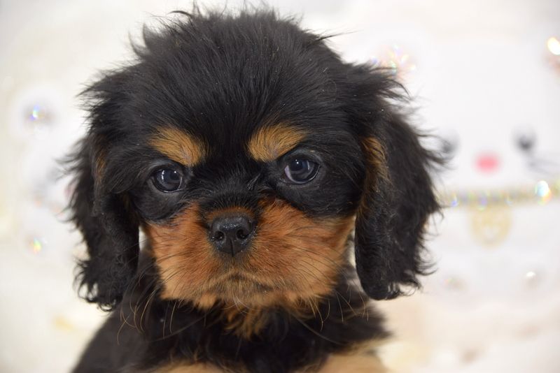 O'sborg Of Love - Cavalier King Charles Spaniel - Portée née le 25/09/2022