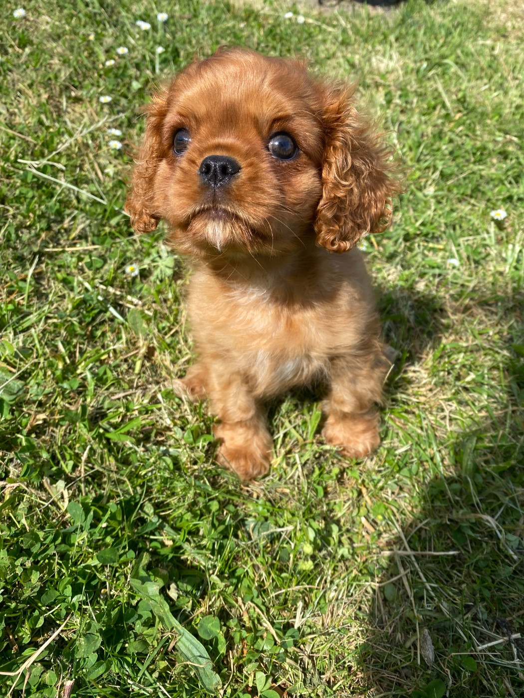 O'sborg Of Love - Chiots disponibles - Cavalier King Charles Spaniel