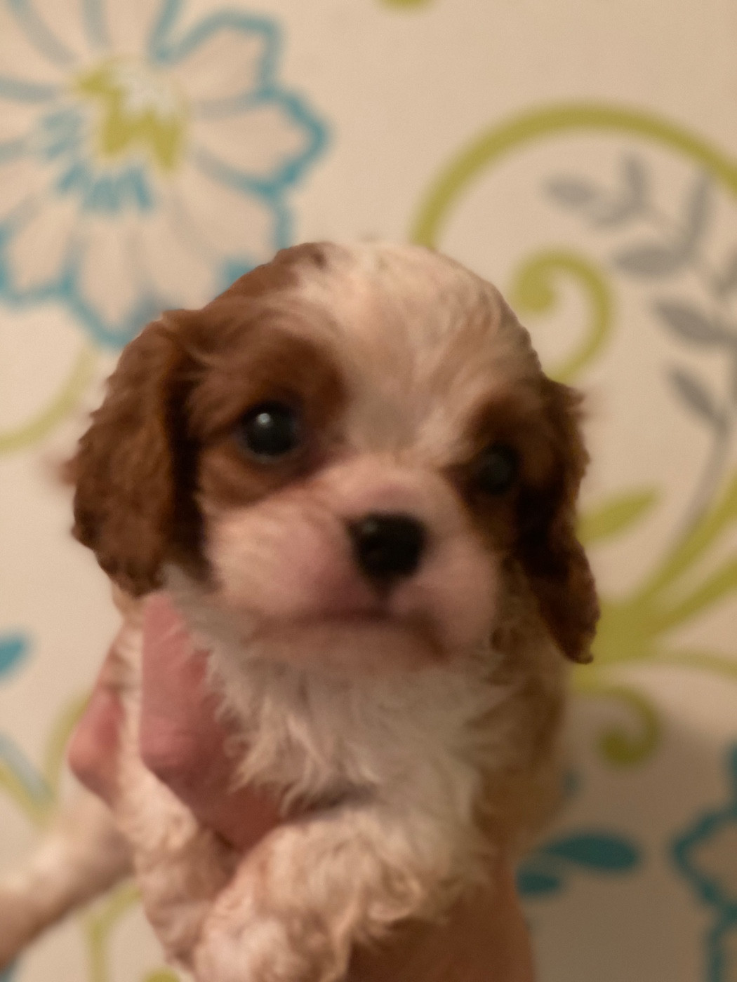 O'sborg Of Love - Chiots disponibles - Cavalier King Charles Spaniel