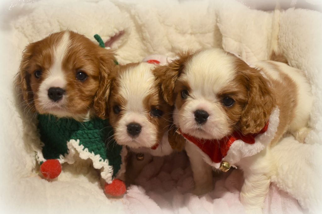 Chiot Cavalier King Charles Spaniel O'sborg Of Love