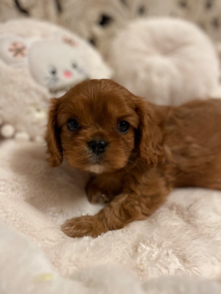 O'sborg Of Love - Cavalier King Charles Spaniel - Portée née le 12/02/2023