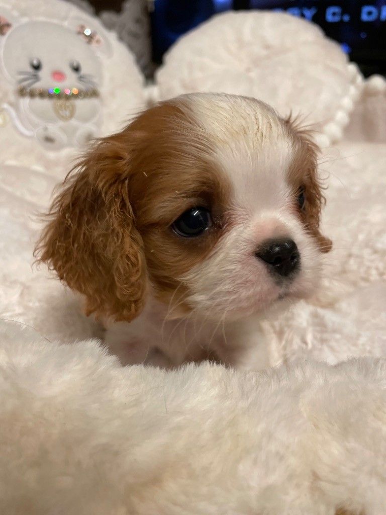 O'sborg Of Love - Cavalier King Charles Spaniel - Portée née le 06/03/2023